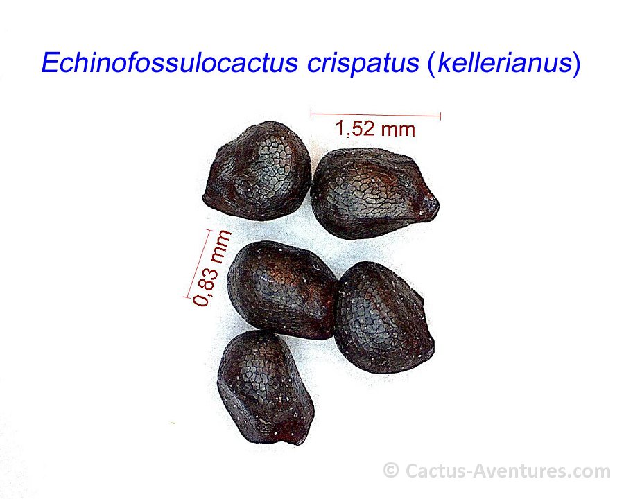 Echinofossulocactus crispatus (kellerianus)